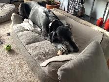 Experience, pet sitting - Photo 5