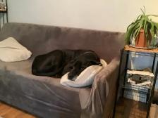 Experience, pet sitting - Photo 6