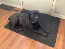 Experience, pet sitting - Photo 7