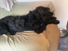 Experience, pet sitting - Photo 8