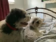 Experience, pet sitting - Photo 9