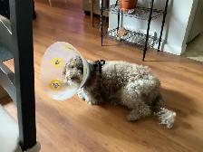 Experience, pet sitting - Photo 10