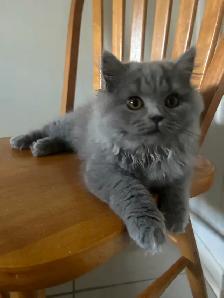 Scottish Straight Blue long-hair kitten registered in CCA/AFC - Photo 3