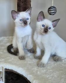 Siamese kittens