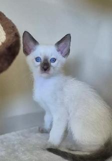 Siamese kittens - Photo 2