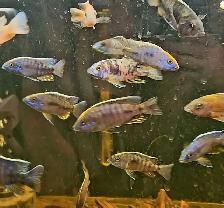 high quality male peacock & haps 2.5'-3.5' - Photo 2