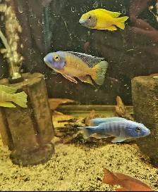 high quality male peacock & haps 2.5'-3.5' - Photo 4