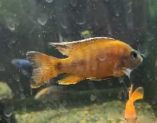 high quality male peacock & haps 2.5'-3.5' - Photo 7