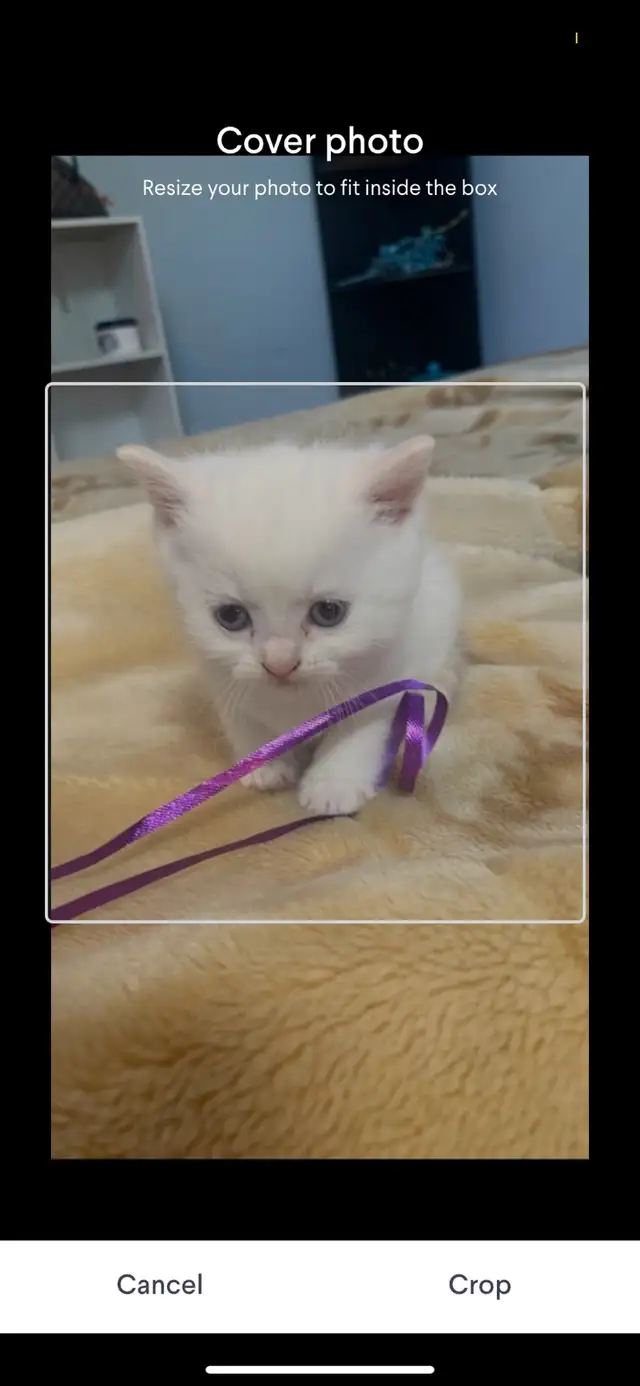 Chinchilla ScottishFold white kitten Female