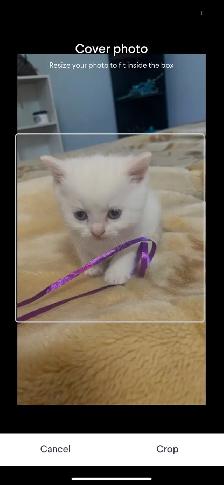 Chinchilla ScottishFold white kitten Female