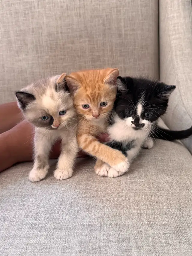 ragdoll cross kittens