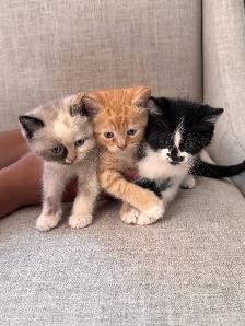 ragdoll cross kittens
