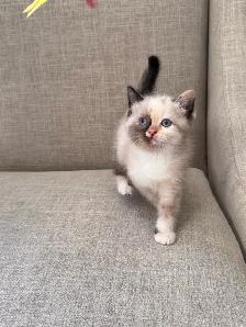 ragdoll cross kittens - Photo 2