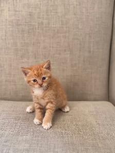ragdoll cross kittens - Photo 3