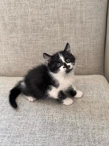 ragdoll cross kittens - Photo 4