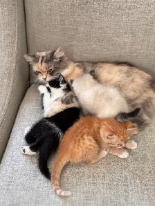 ragdoll cross kittens - Photo 5