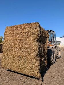 Alfalfa Hay for Sale