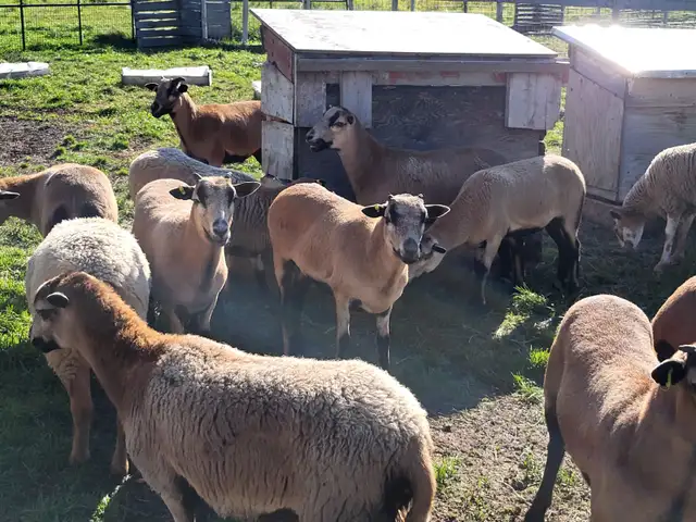Blackbelly ewe lamb sheep for sale