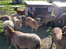 Blackbelly ewe lamb sheep for sale