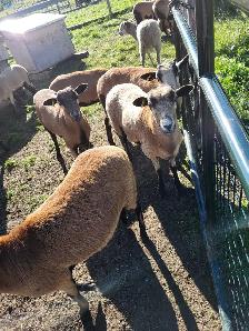 Blackbelly ewe lamb sheep for sale - Photo 2