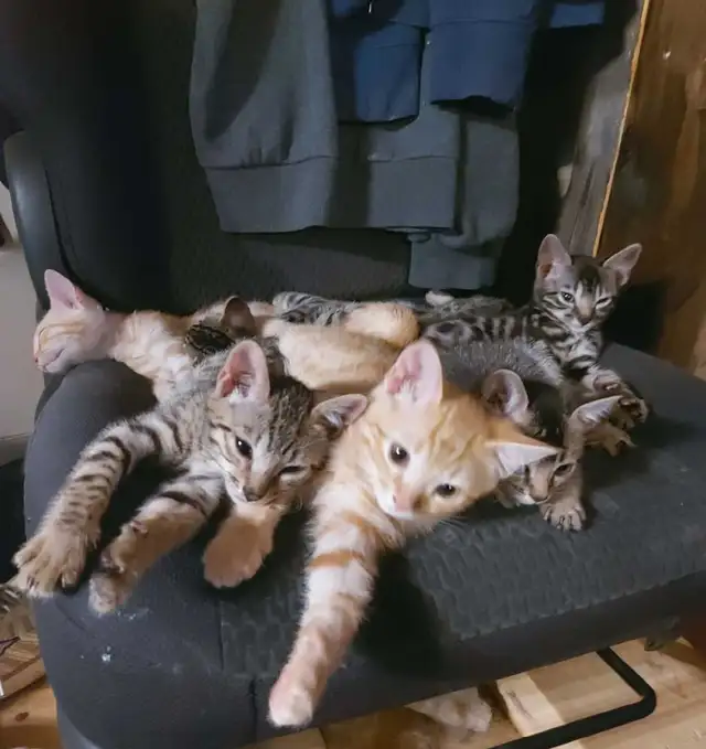 chaton bengal