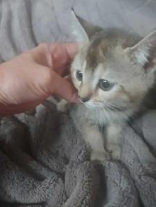 chaton bengal - Photo 3