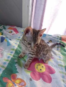 chaton bengal - Photo 5