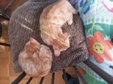 chaton bengal - Photo 6