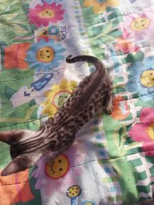 chaton bengal - Photo 7