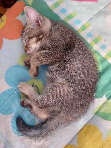 chaton bengal - Photo 8