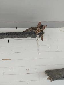chaton bengal - Photo 9