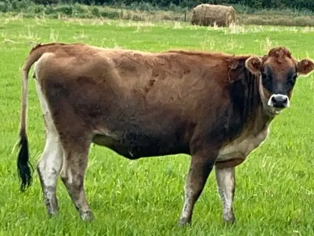 Purebred A2/A2 Jersey Heifer