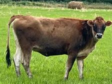 Purebred A2/A2 Jersey Heifer