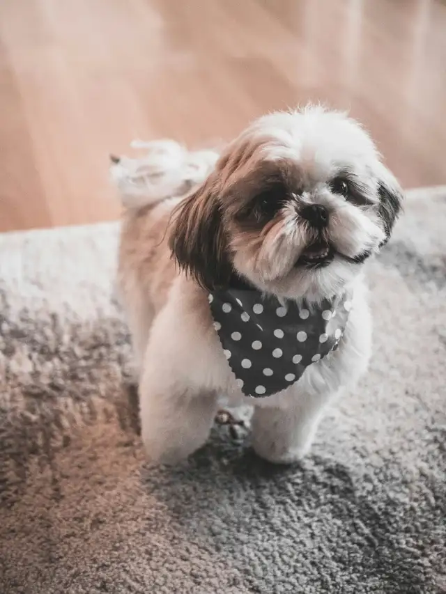 Bringing Home a Shih Tzu? Start Their Grooming Journey Now