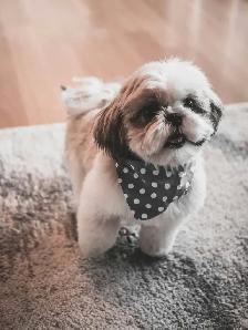 Bringing Home a Shih Tzu? Start Their Grooming Journey Now