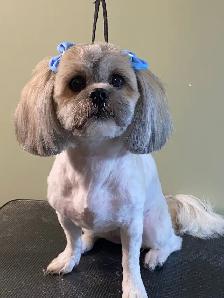 Bringing Home a Shih Tzu? Start Their Grooming Journey Now - Photo 2