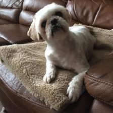 Bringing Home a Shih Tzu? Start Their Grooming Journey Now - Photo 3