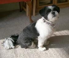 Bringing Home a Shih Tzu? Start Their Grooming Journey Now - Photo 4