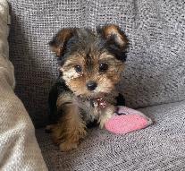 Bringing Home a Yorkie? Let's Talk About That Beautiful Coat