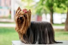Bringing Home a Yorkie? Let's Talk About That Beautiful Coat - Photo 2