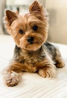 Bringing Home a Yorkie? Let's Talk About That Beautiful Coat - Photo 3