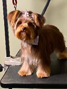 Bringing Home a Yorkie? Let's Talk About That Beautiful Coat - Photo 4