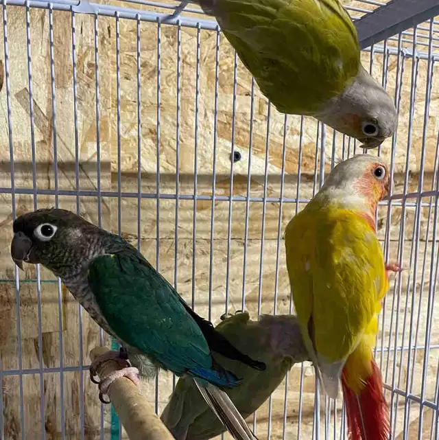 conure Sun cheek males.