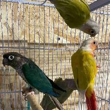 conure Sun cheek males.