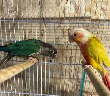 conure Sun cheek males. - Photo 2