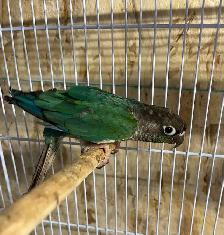 conure Sun cheek males. - Photo 3