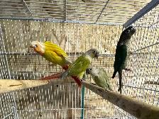 conure Sun cheek males. - Photo 4