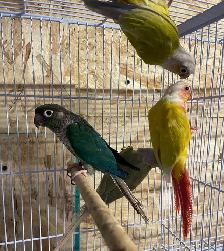 conure Sun cheek males. - Photo 7