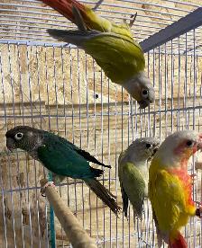 conure Sun cheek males. - Photo 8