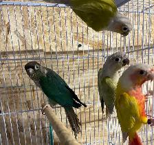 conure Sun cheek males. - Photo 9